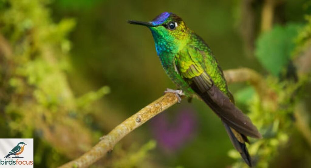 Violet-fronted Brilliant