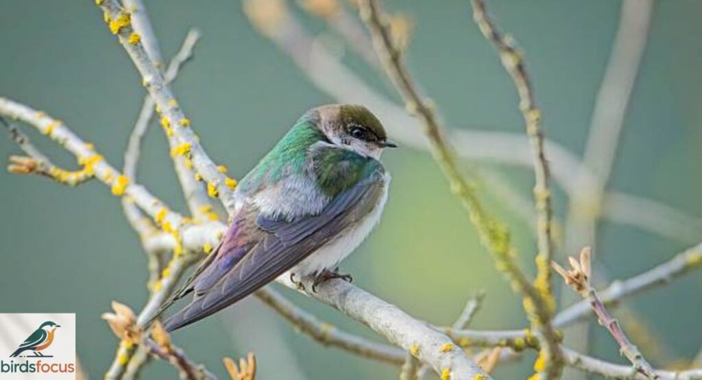 Violet-green Swallow