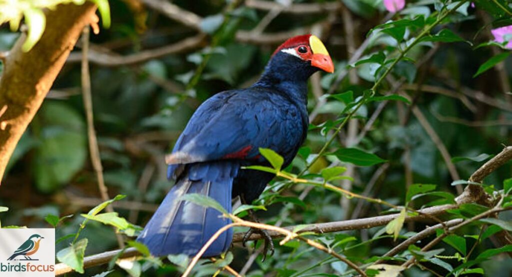 Violet Turaco