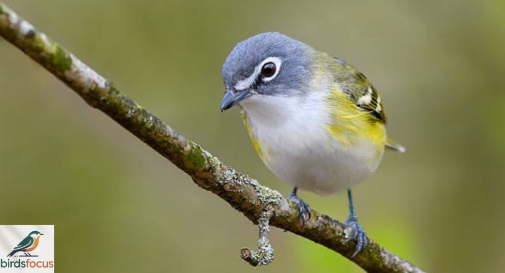 Vireo