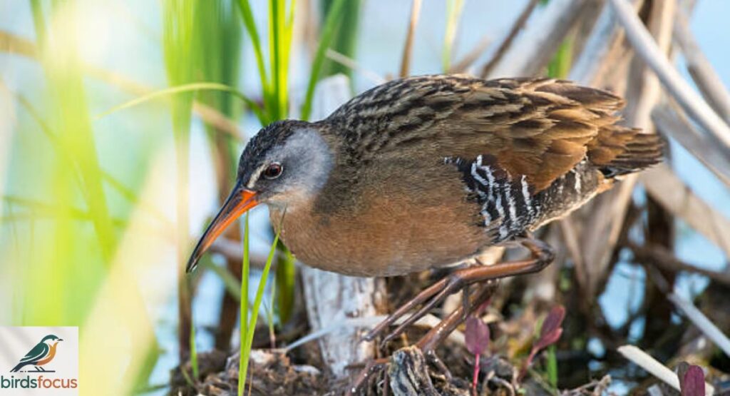Virginia Rail
