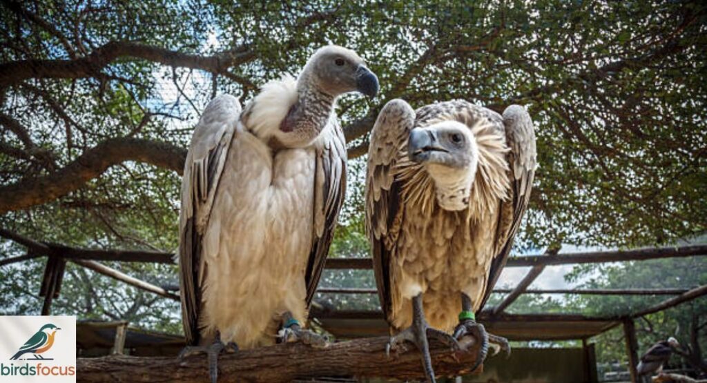 Vulture