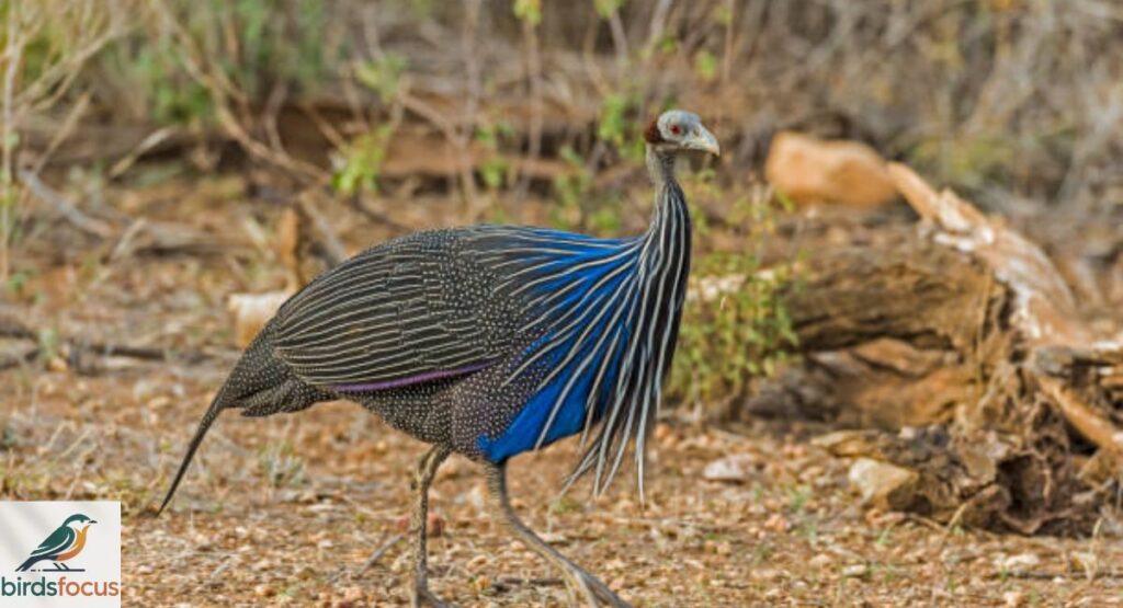 Vulturine Guineafowl