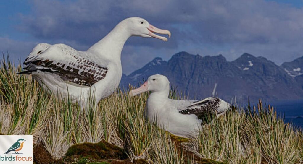Wandering Albatross