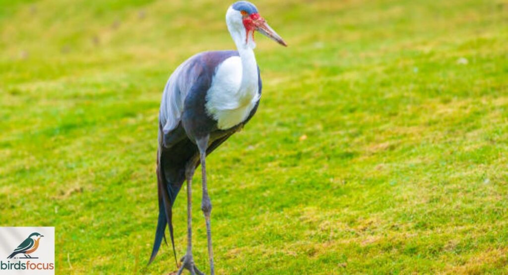 Wattled Crane