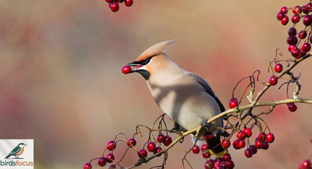 Waxwing