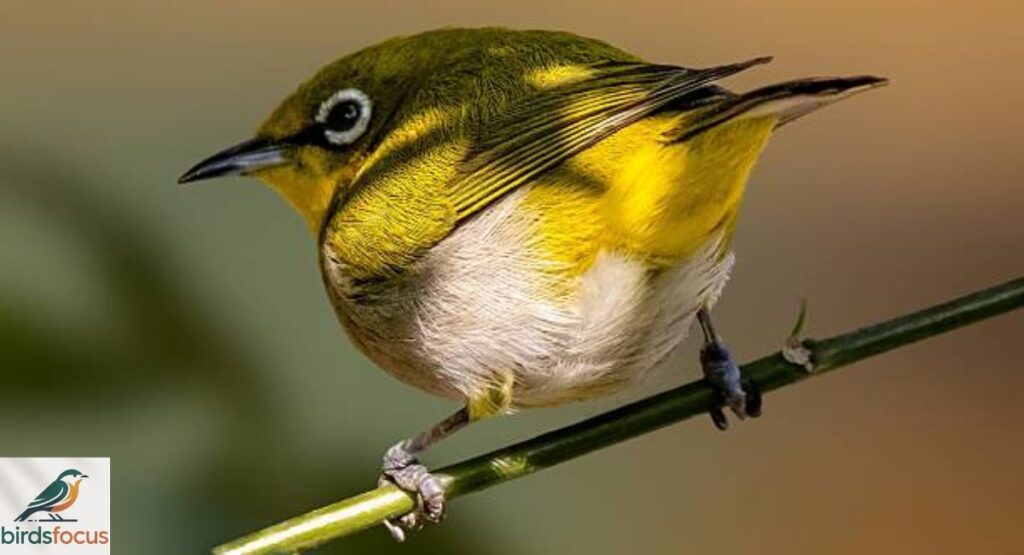 White-eye