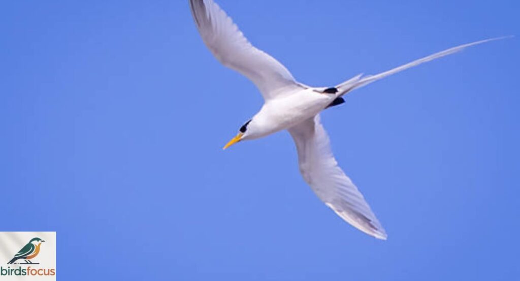 White-tailed Tropicbird