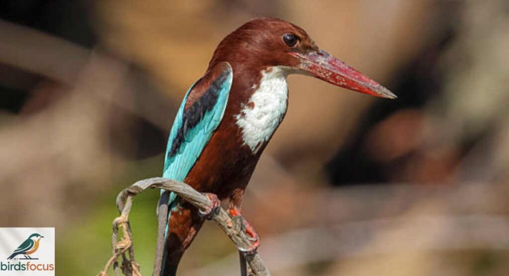 White-throated Kingfisher