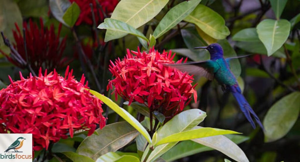 Why Birds Come Into Your Garden