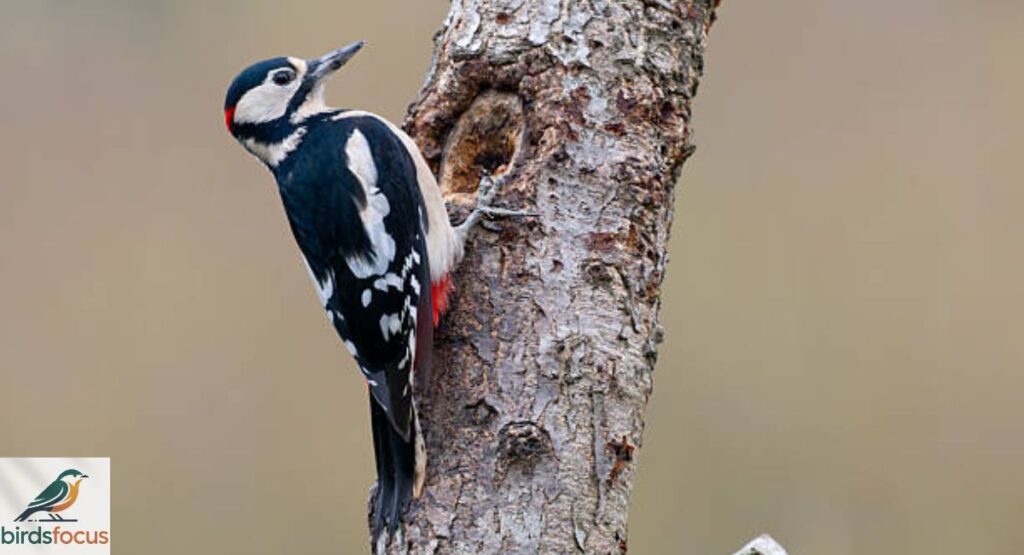 Woodpecker