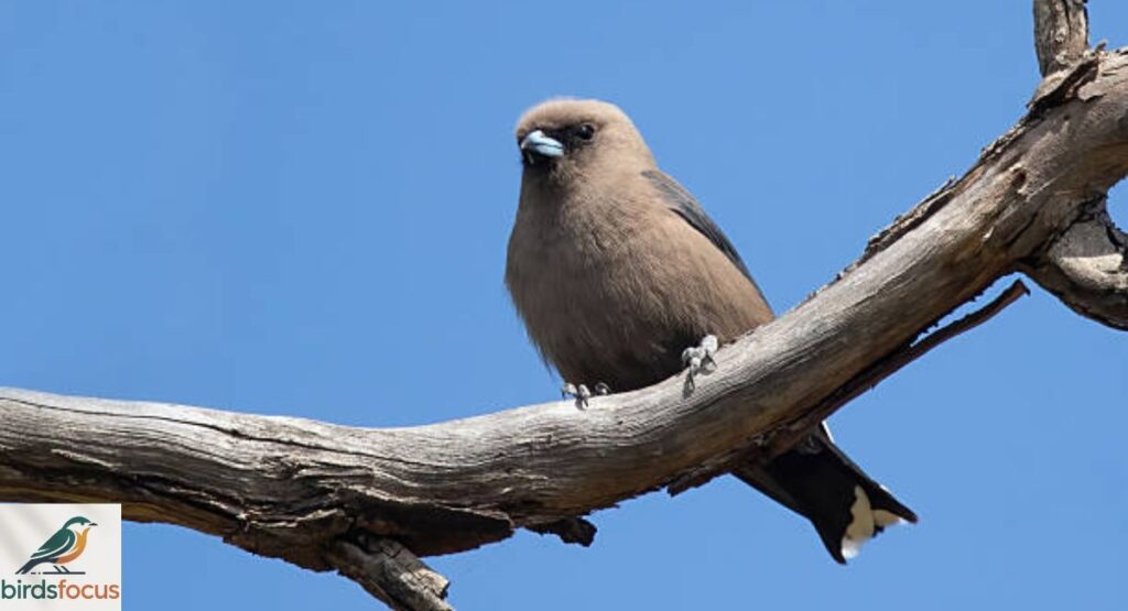 Woodswallow