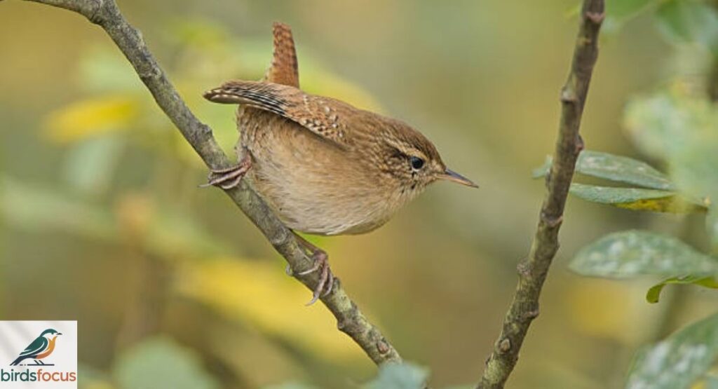 Wren