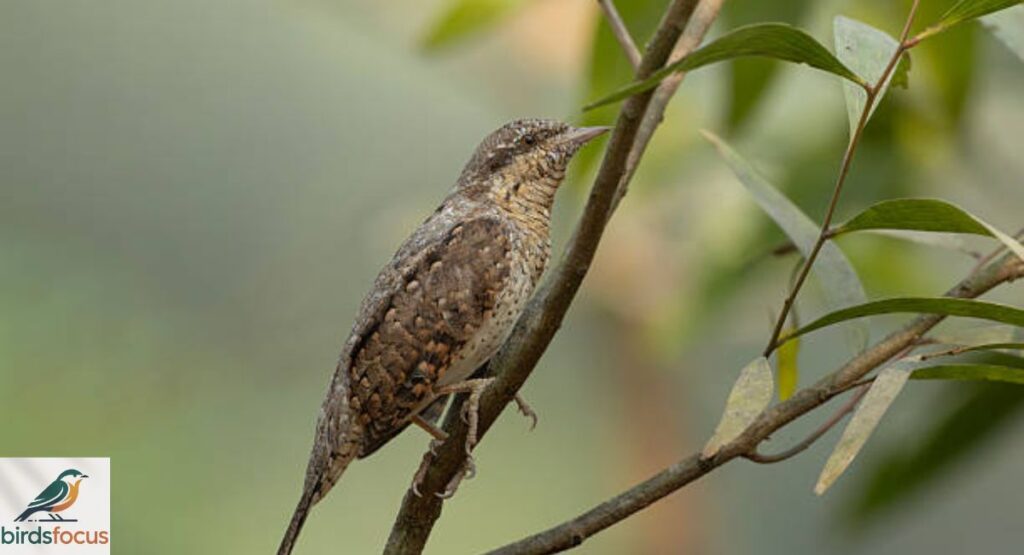 Wryneck