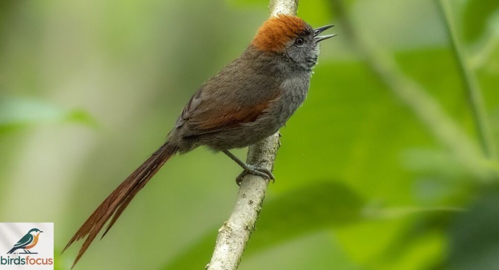 Xacana Spinetail