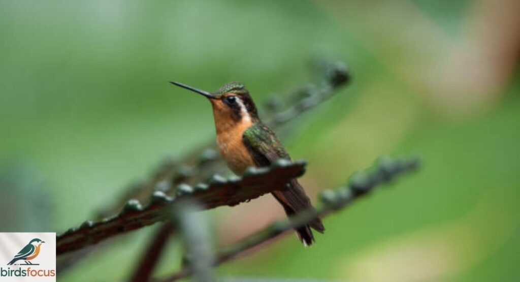 Xantus’s Hummingbird