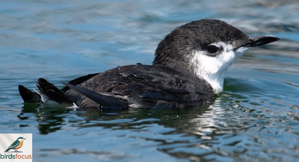 Xantus’s Murrelet