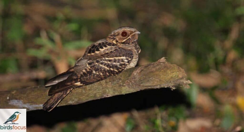 Xantus’s Nightjar