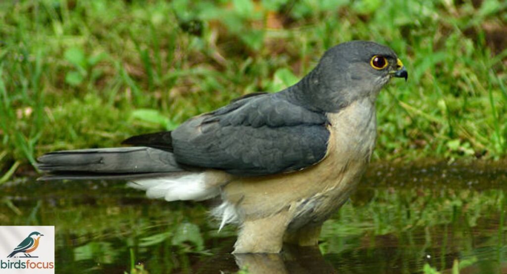 Xavante Sparrowhawk