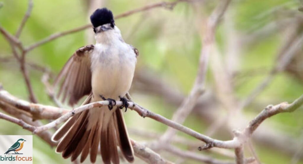 Xenopsaris albinucha