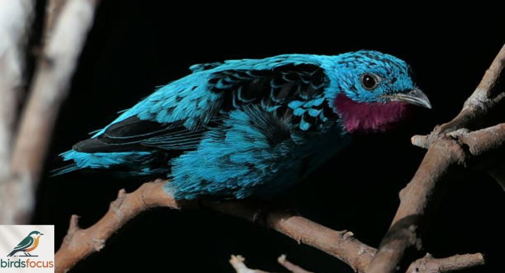 Xingu Cotinga