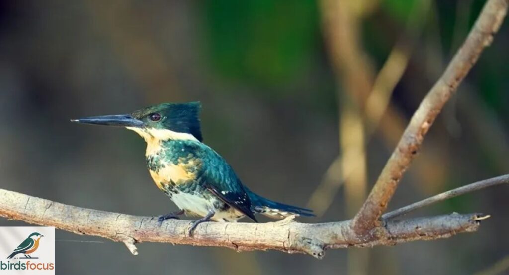 Xingu Kingfisher