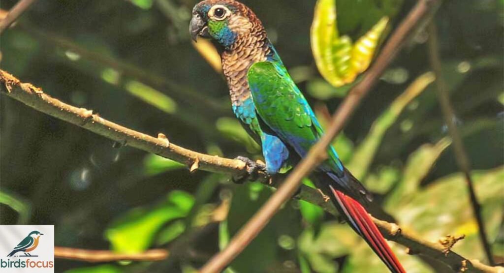 Xingu Parakeet