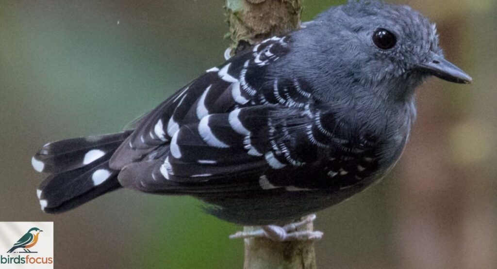 Xingu Scale-backed Antbird
