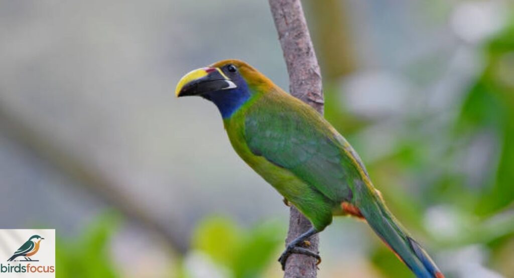 Xingu Toucanet