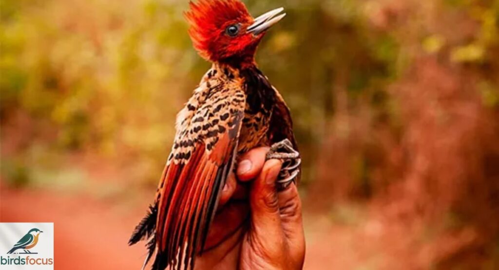Xingu Woodpecker
