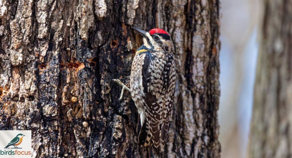 Yellow-Bellied Sapsucker