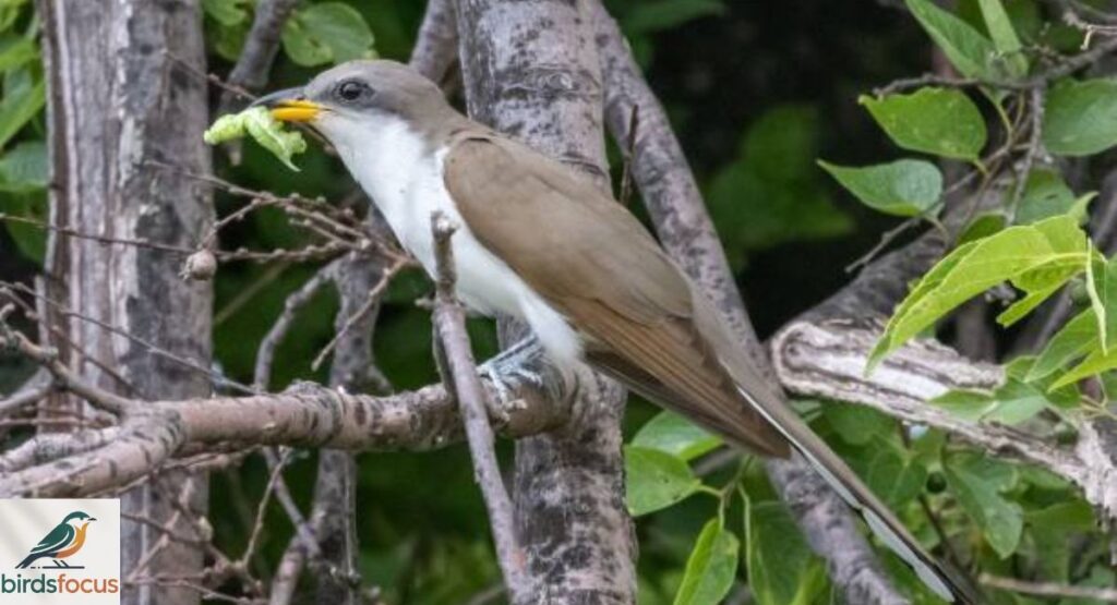 Yellow-Billed Cuckoo
