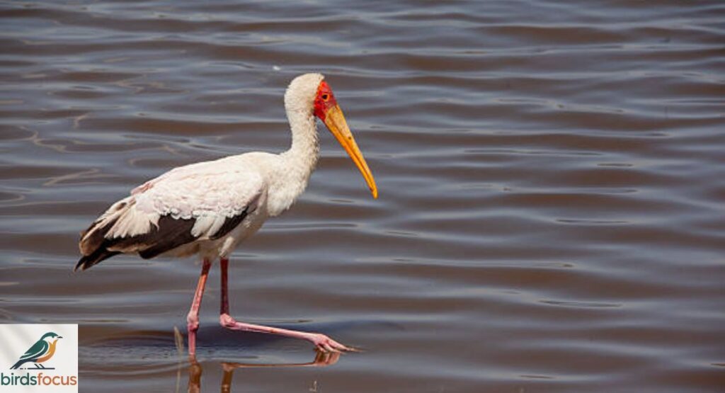 Yellow-Billed Stork