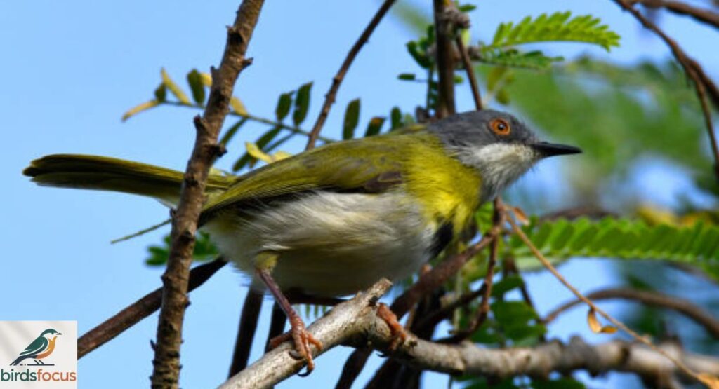 Yellow-Breasted Apalis