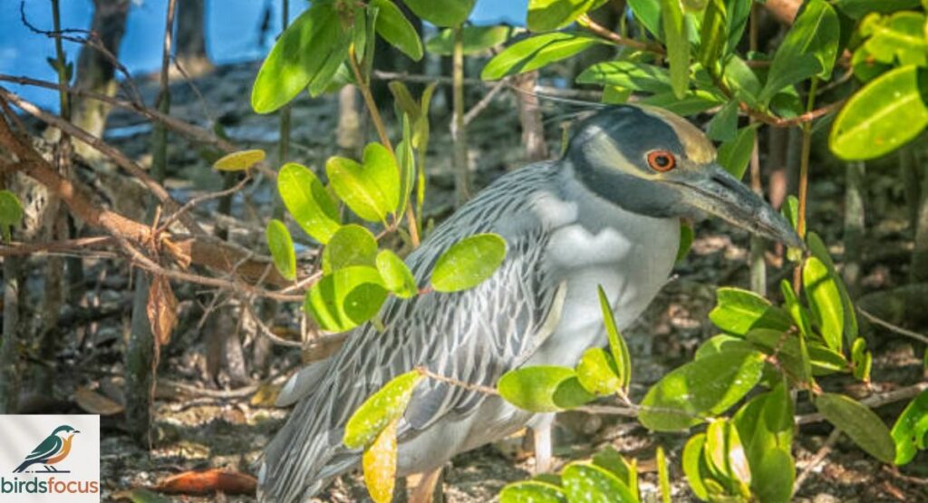 Yellow-Crowned Night Heron