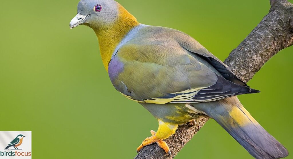 Yellow-Footed Green Pigeon
