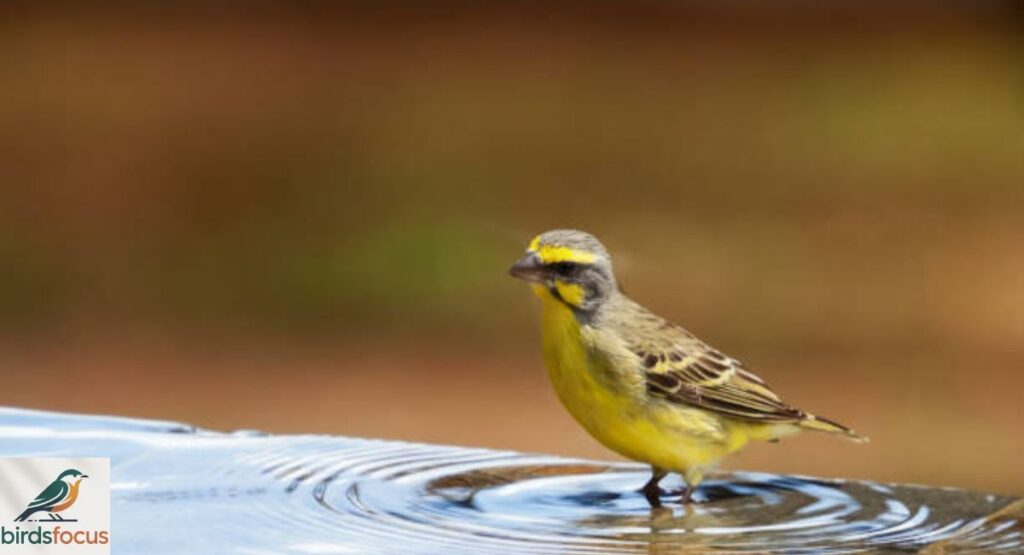 Yellow-Fronted Canary