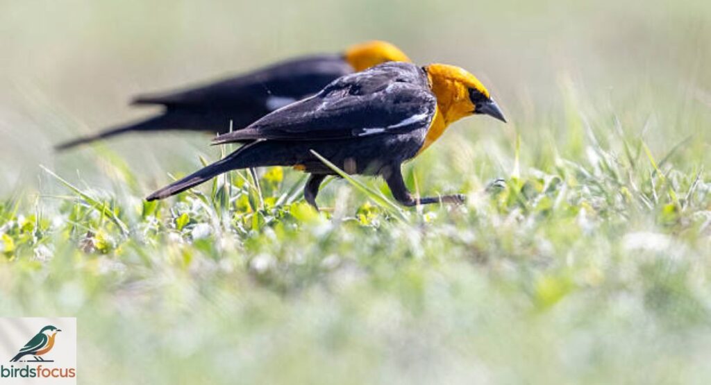 Yellow-Headed Blackbird