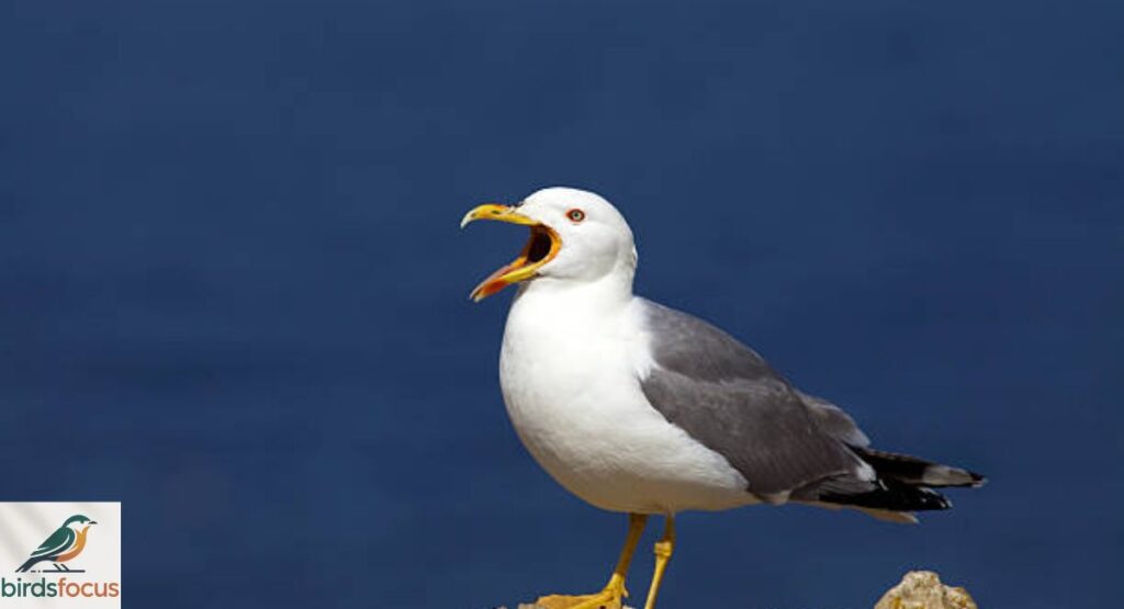 Yellow-Legged Gull