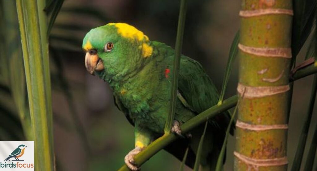 Yellow-Naped Amazon