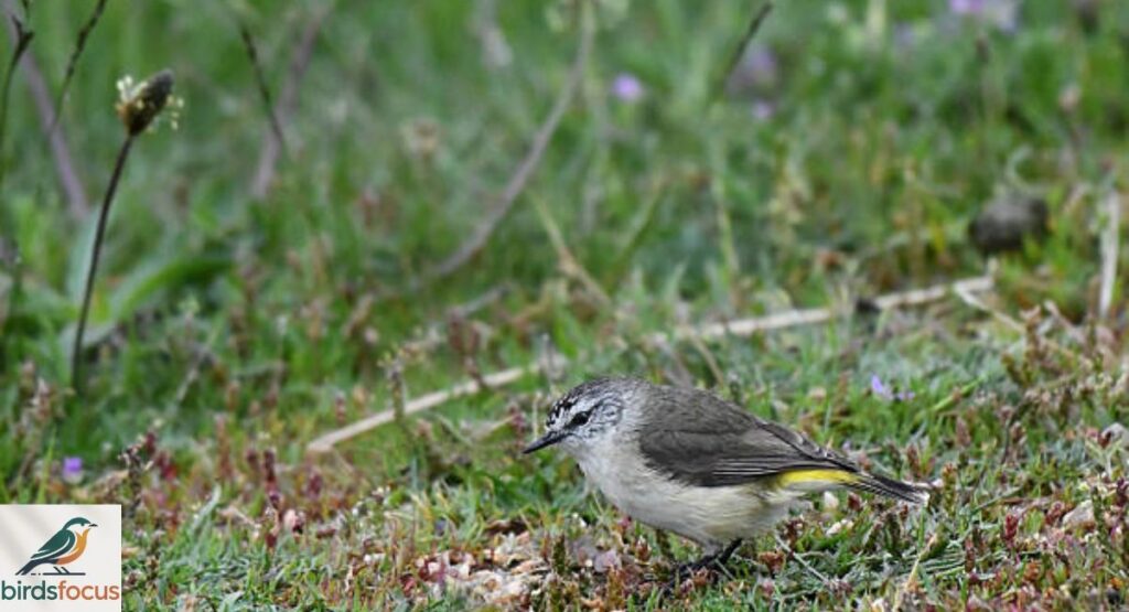 Yellow-Rumped Thornbill