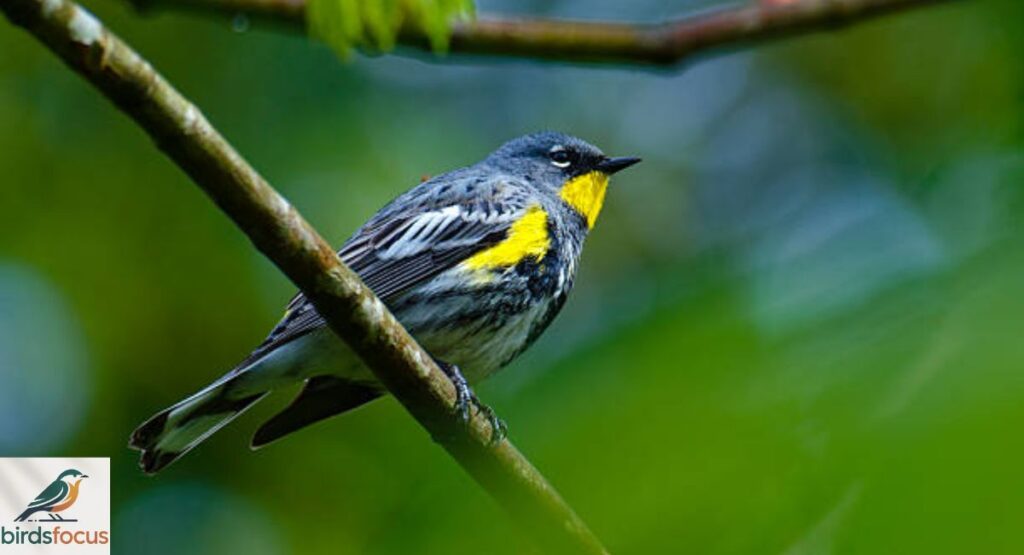 Yellow-Rumped Warbler