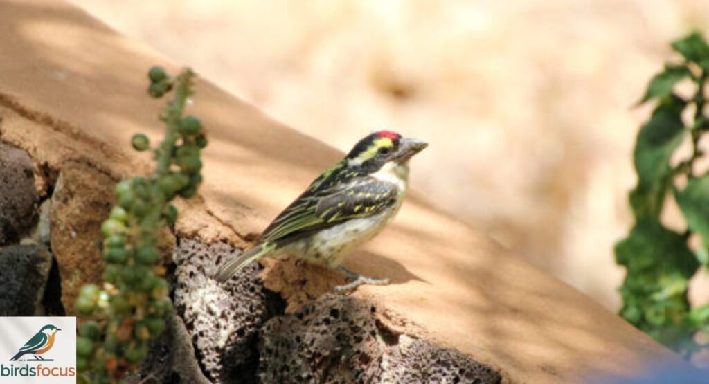 Yellow-Spotted Barbet