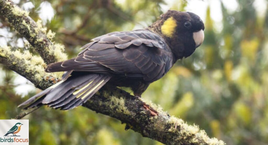 Yellow-Tailed Black Cockatoo