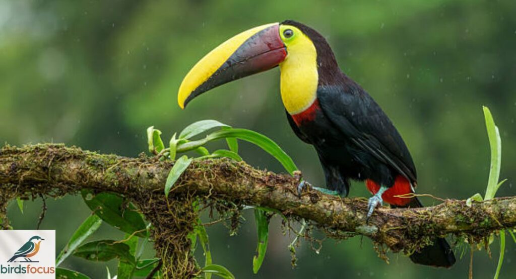 Yellow-Throated Toucan