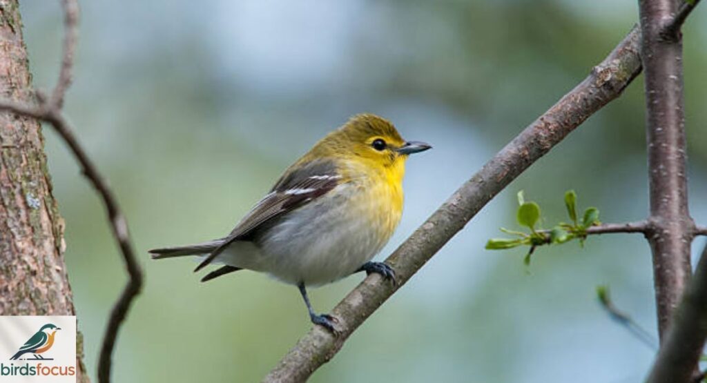Yellow-Throated Vireo