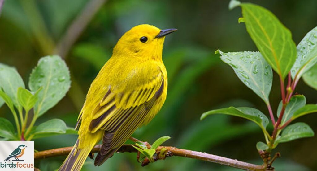 Yellow Warbler
