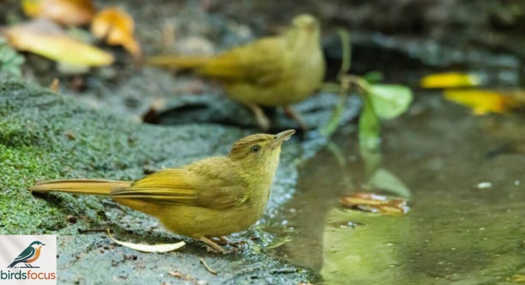 Yellow-Whiskered Greenbul