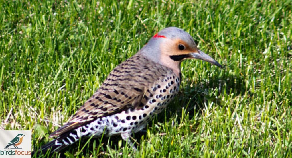 Yellowhammer (Northern Flicker)