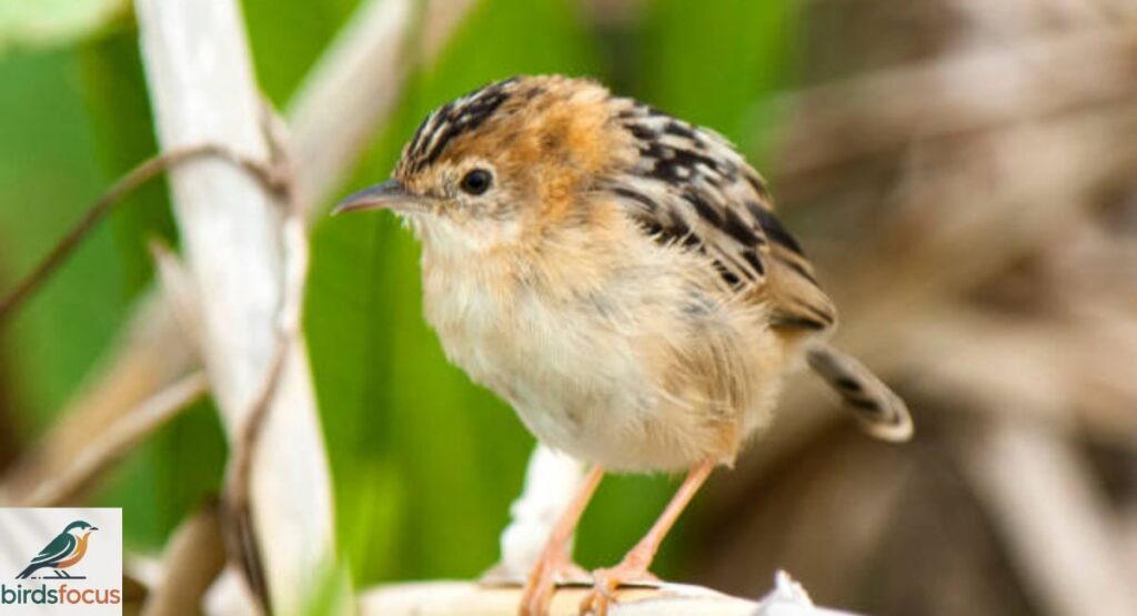 Zambian Cisticola